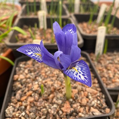 Iris histrioides 'Lady Beatrix Stanley' syn. Iris 'Lady Beatrix Stanley', Iris reticulata 'Lady Beatrix Stanley'