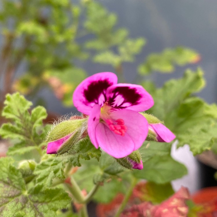Plant image Pelargonium 'Royal Oak'