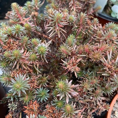 Sedum hakonense 'Chocolate Ball'