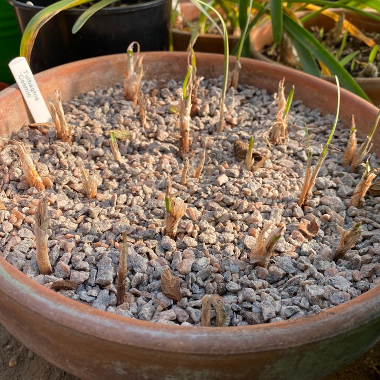 plant image 1221727