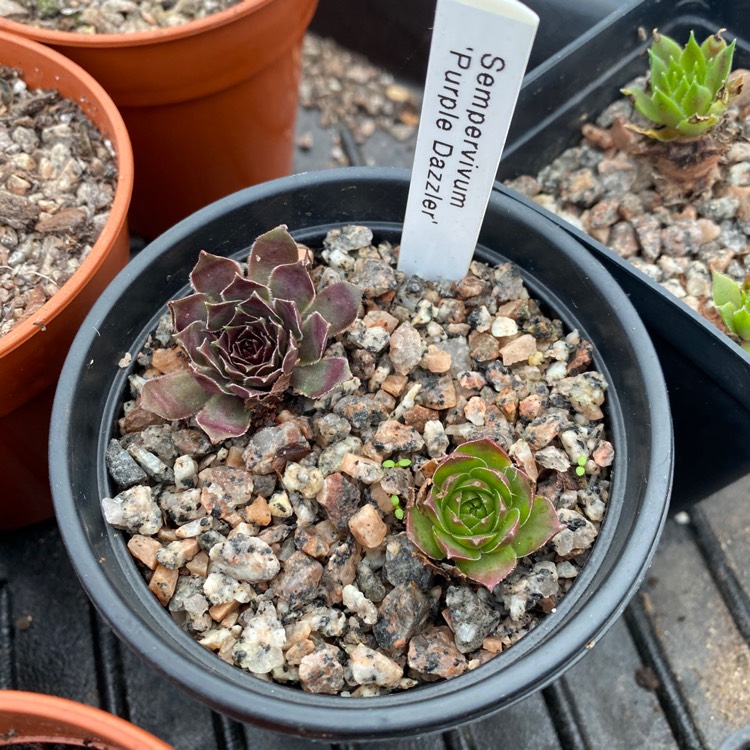 plant image 1222082