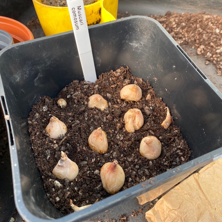 plant image 1222088