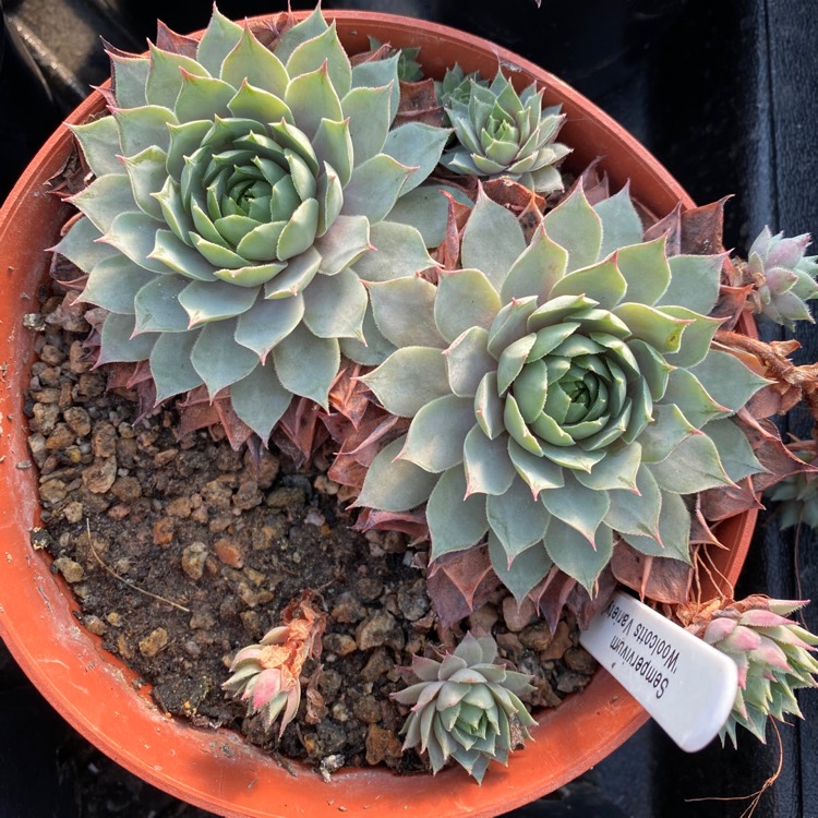 plant image 1222412