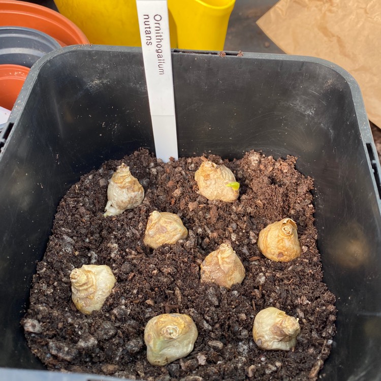 plant image 1222414