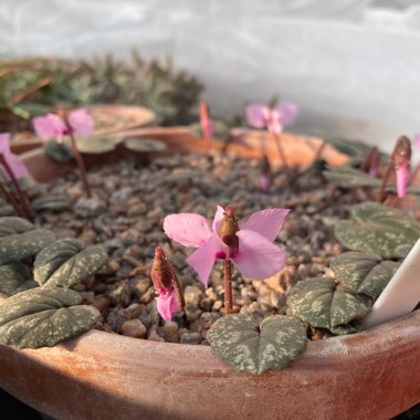 Cyclamen alpinum