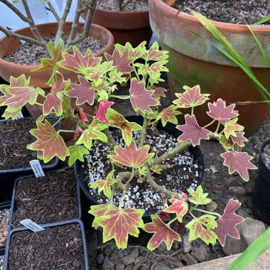 Pelargonium 'Vancouver Centennial'