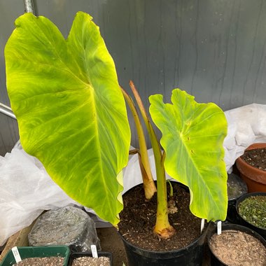 Colocasia esculenta  syn. Colocasia antiquorum
