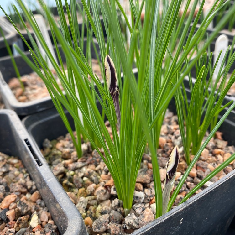 plant image 1224822
