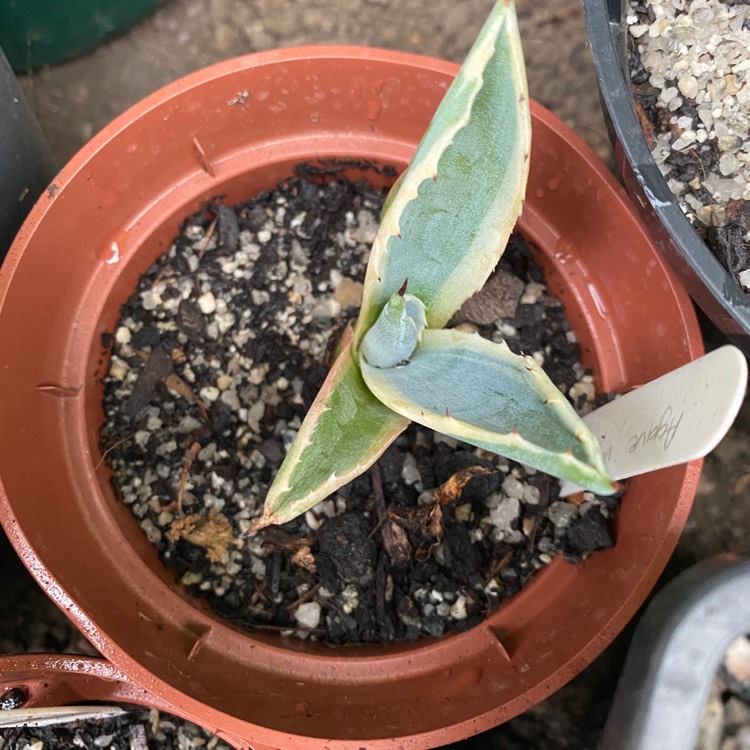 plant image 1225140