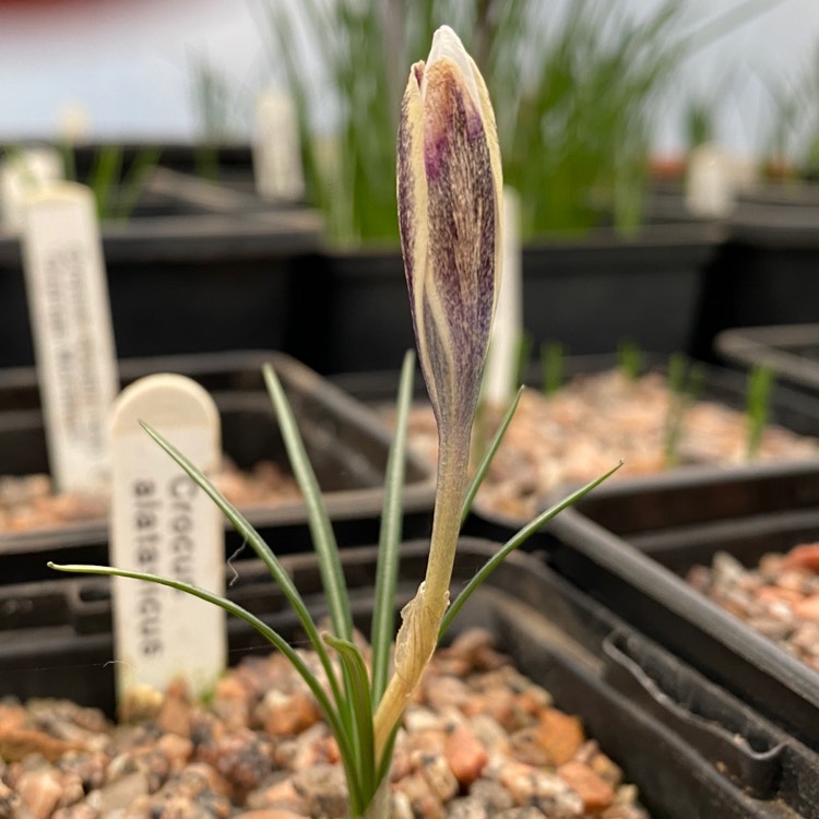 plant image 1225480