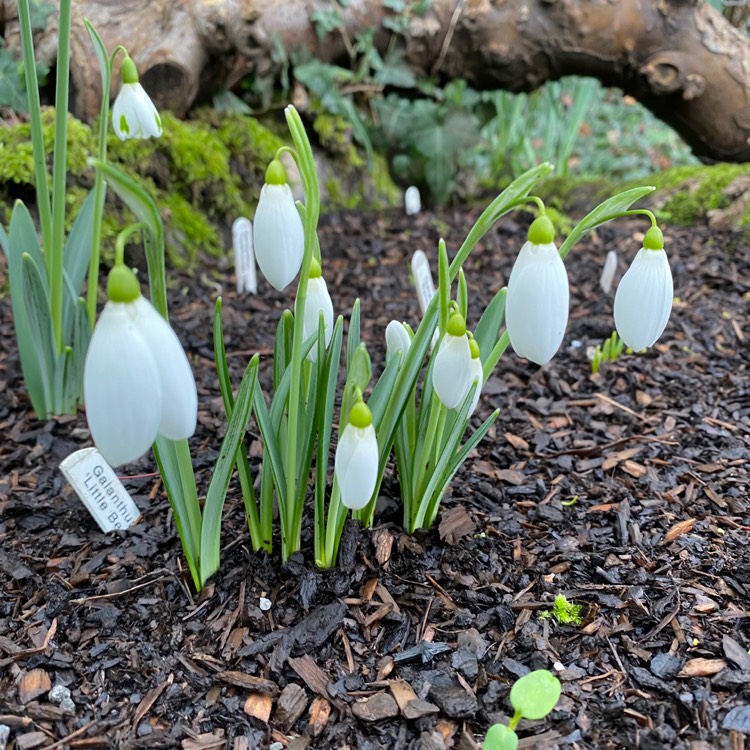plant image 1225875