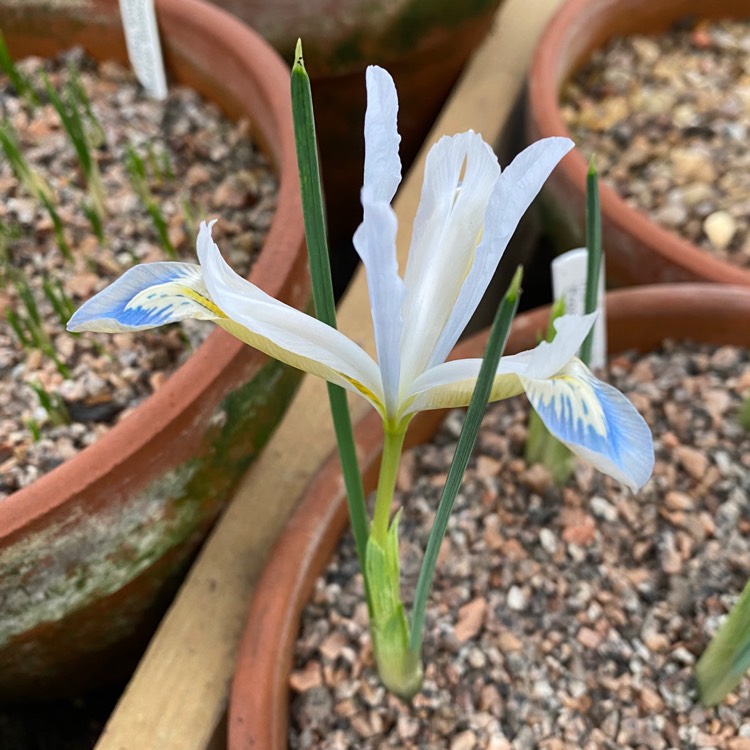 plant image 1225877