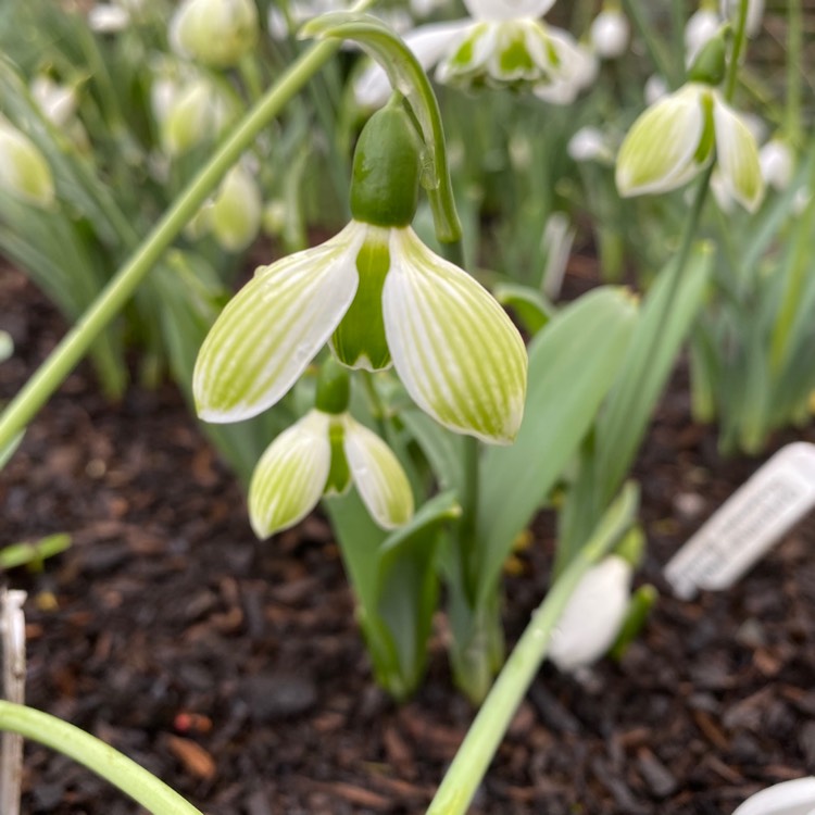 plant image 1228017 plant image 1228017