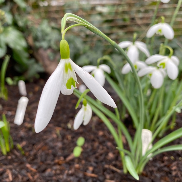 plant image 1228018 plant image 1228018