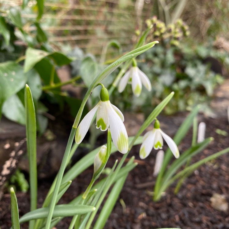 plant image 1228023