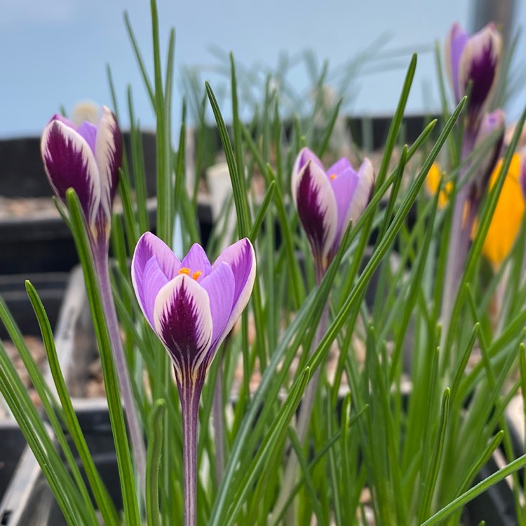 plant image 1228696