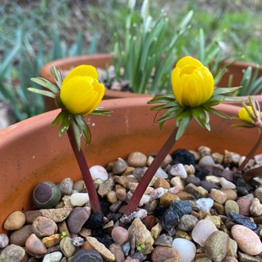 Eranthis hyemalis Cilicica Group syn. Eranthis cilicica, Eranthis hyemalis var. cilicica