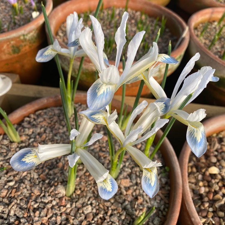 Plant image Iris 'Frozen Planet' syn. Iris reticulata 'Frozen Planet'