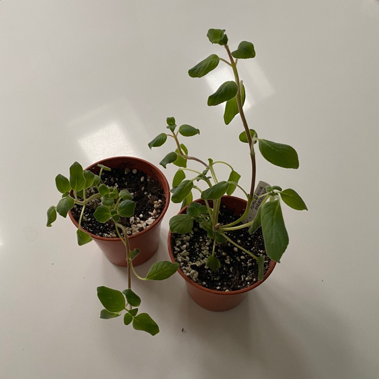 plant image 1232264