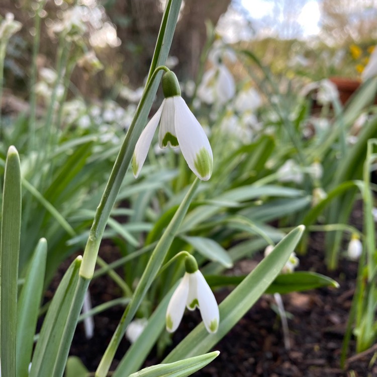 plant image 1234087