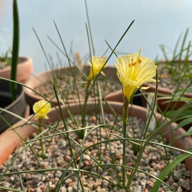 Narcissus 'Julia Jane'