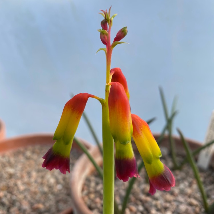 plant image 1234096 plant image 1234096