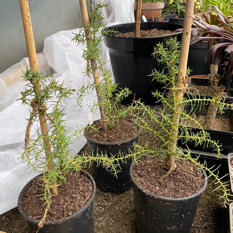 Plant image Cryptomeria japonica ‘Elegans'