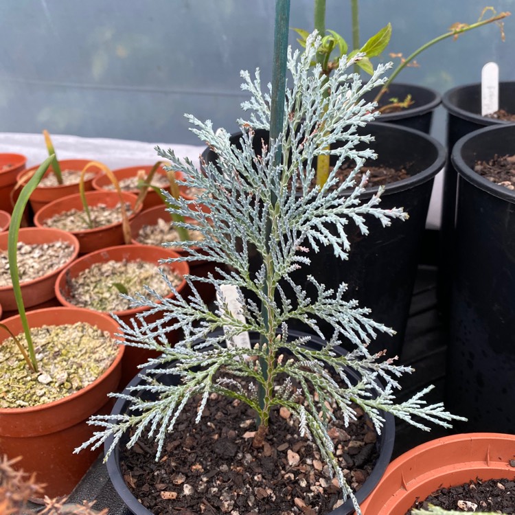 plant image 1237666