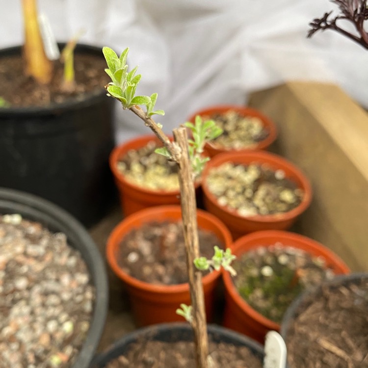 Plant image Buddleja alternifolia