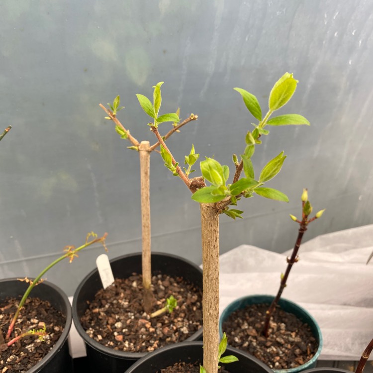 plant image 1237671