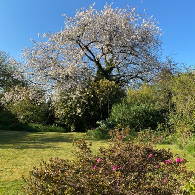 Prunus