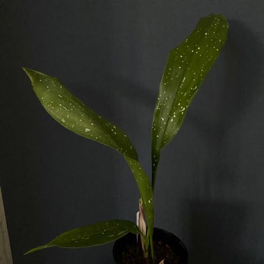 Aspidistra daibuensis 'Yuli Yummy'