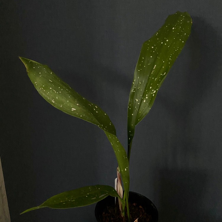 plant image 1273207