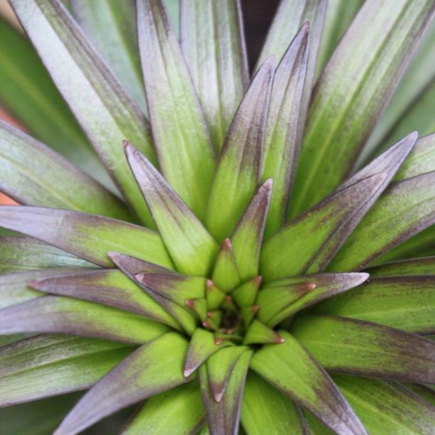 plant image 1287 plant image 1287
