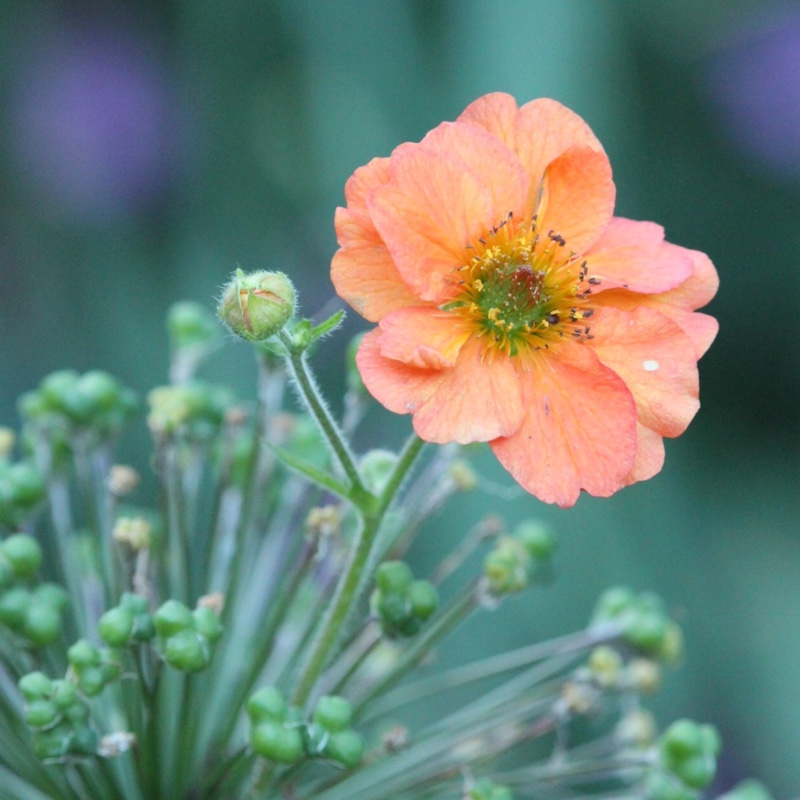 Geum 'Totally Tangerine'