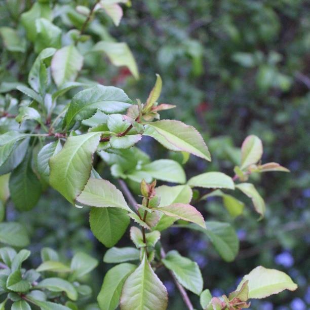 plant image 1336