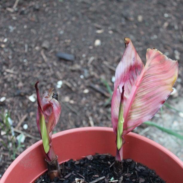 plant image 1341 plant image 1341