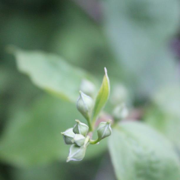 plant image 1343