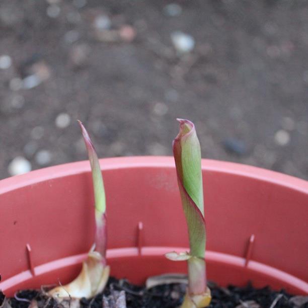plant image 1347