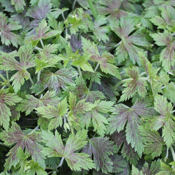 plant image 1359 plant image 1359