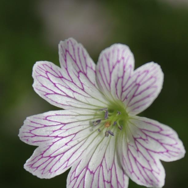 plant image 1360 plant image 1360