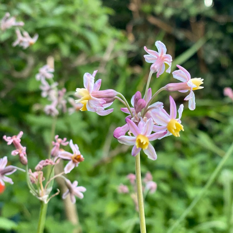 plant image 1369008
