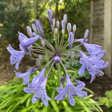 Agapanthus 'Headbourne Hybrids'