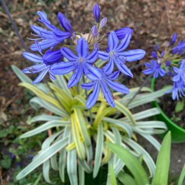 Agapanthus 'Gold Strike' syn. Agapanthus 'Geagold'