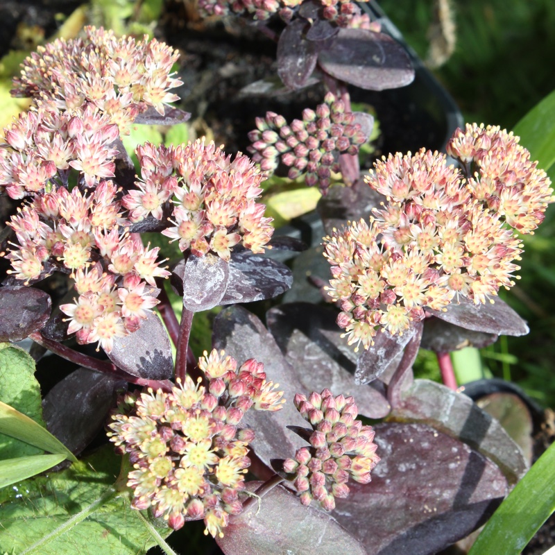 plant image 13860 plant image 13860