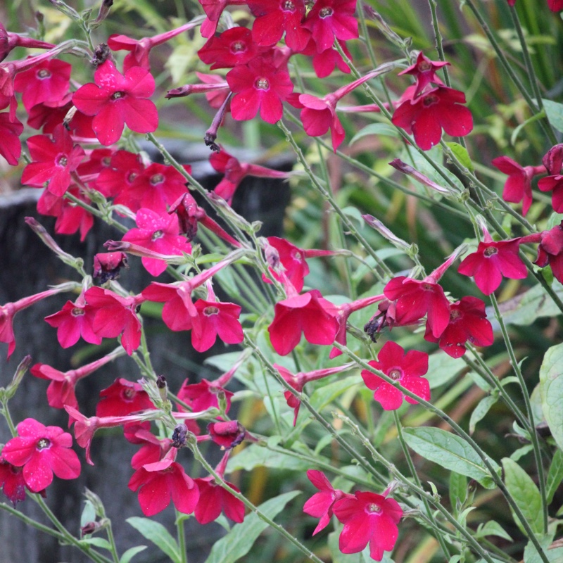 plant image 13861 plant image 13861