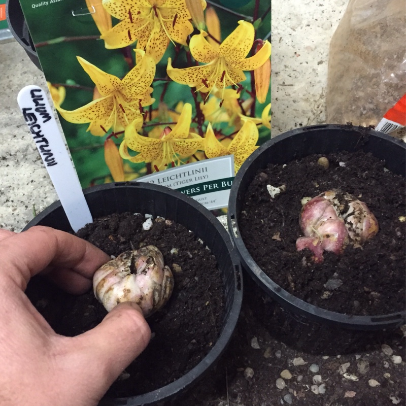 plant image 14179