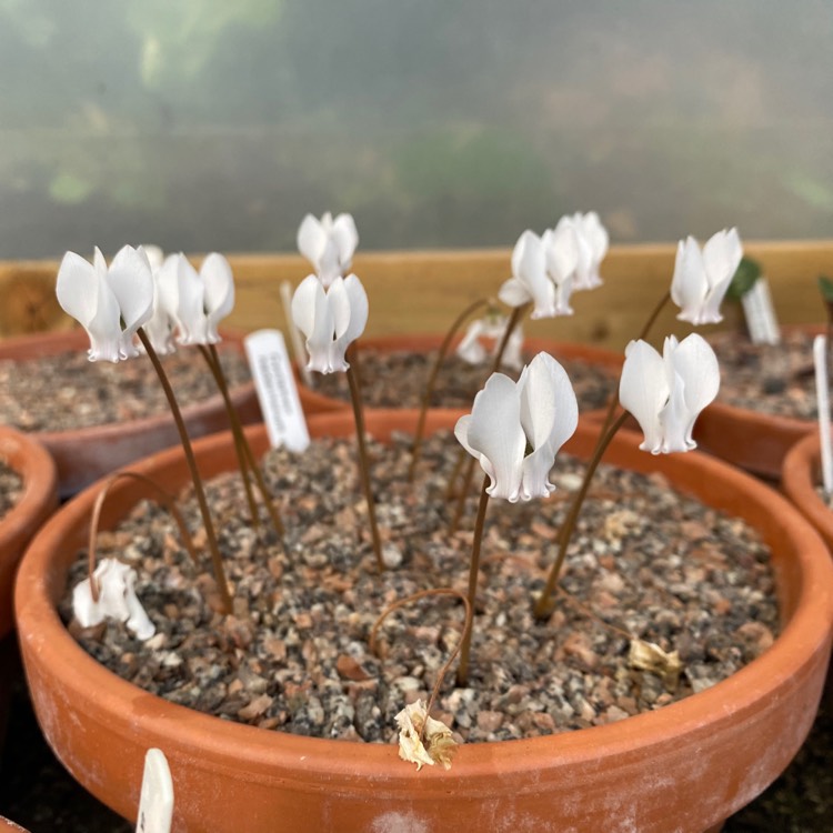 plant image 1420065