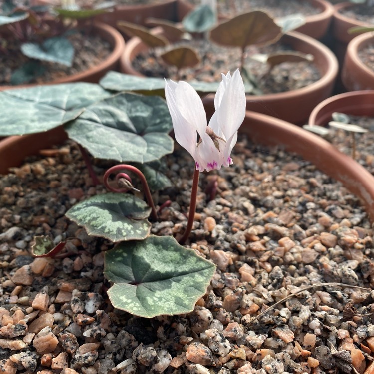 plant image 1422171