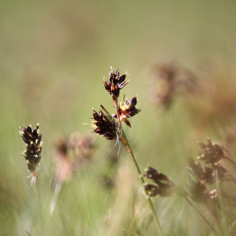 plant image 142364